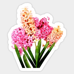 Hyacinths - Orange and Pink Hyacinths Sticker